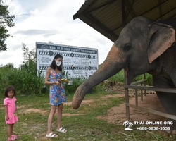 Elephant Jungle Sanctuary excursion in Pattaya Thailand - photo 593