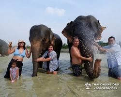 Elephant Jungle Sanctuary excursion in Pattaya Thailand - photo 887