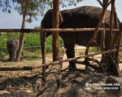 Elephant Jungle Sanctuary excursion in Pattaya Thailand - photo 57