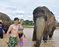 Elephant Jungle Sanctuary excursion in Pattaya Thailand - photo 902