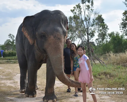 Elephant Jungle Sanctuary excursion in Pattaya Thailand - photo 403