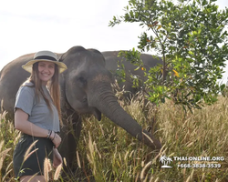 Elephant Jungle Sanctuary excursion in Pattaya Thailand - photo 74