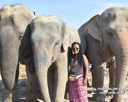 Elephant Jungle Sanctuary excursion in Pattaya Thailand - photo 649