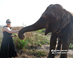 Elephant Jungle Sanctuary excursion in Pattaya Thailand - photo 912