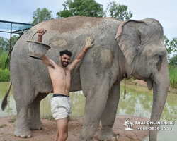 Elephant Jungle Sanctuary excursion in Pattaya Thailand - photo 262