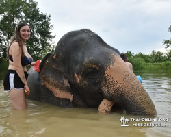 Elephant Jungle Sanctuary excursion in Pattaya Thailand - photo 892
