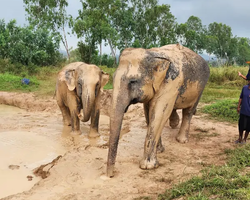 Elephant Jungle Sanctuary excursion in Pattaya Thailand - photo 52