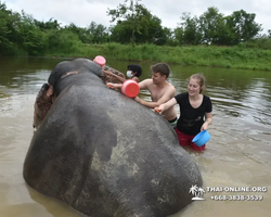 Elephant Jungle Sanctuary excursion in Pattaya Thailand - photo 809