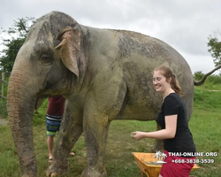 Elephant Jungle Sanctuary excursion in Pattaya Thailand - photo 776