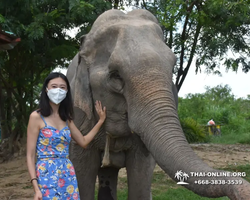 Elephant Jungle Sanctuary excursion in Pattaya Thailand - photo 481