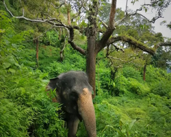 Elephant Jungle Sanctuary excursion in Pattaya Thailand - photo 85