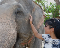 Elephant Jungle Sanctuary excursion in Pattaya Thailand - photo 692