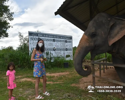 Elephant Jungle Sanctuary excursion in Pattaya Thailand - photo 666