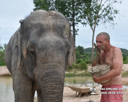 Elephant Jungle Sanctuary excursion in Pattaya Thailand - photo 860