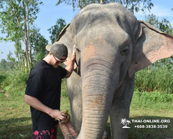 Elephant Jungle Sanctuary excursion in Pattaya Thailand - photo 60