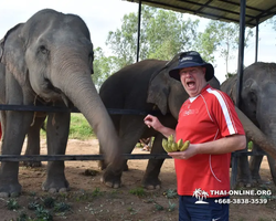 Elephant Jungle Sanctuary excursion in Pattaya Thailand - photo 532