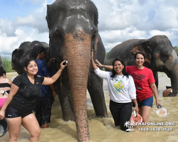 Elephant Jungle Sanctuary excursion in Pattaya Thailand - photo 717