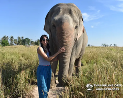 Elephant Jungle Sanctuary excursion in Pattaya Thailand - photo 153