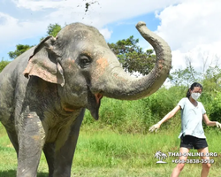 Elephant Jungle Sanctuary excursion in Pattaya Thailand - photo 535