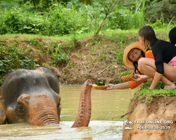 Elephant Jungle Sanctuary excursion in Pattaya Thailand - photo 454