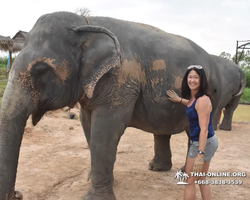 Elephant Jungle Sanctuary excursion in Pattaya Thailand - photo 899