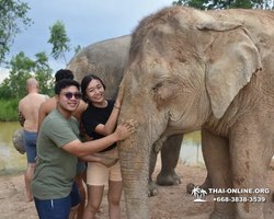 Elephant Jungle Sanctuary excursion in Pattaya Thailand - photo 737