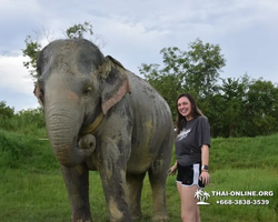 Elephant Jungle Sanctuary excursion in Pattaya Thailand - photo 884