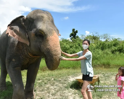 Elephant Jungle Sanctuary excursion in Pattaya Thailand - photo 572