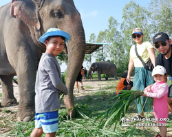Elephant Jungle Sanctuary excursion in Pattaya Thailand - photo 138