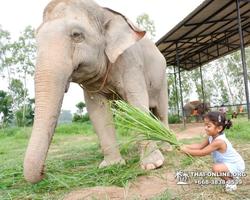 Elephant Jungle Sanctuary excursion in Pattaya Thailand - photo 219