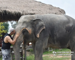 Elephant Jungle Sanctuary excursion in Pattaya Thailand - photo 499