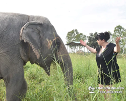 Elephant Jungle Sanctuary excursion in Pattaya Thailand - photo 418