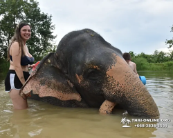 Elephant Jungle Sanctuary excursion in Pattaya Thailand - photo 867