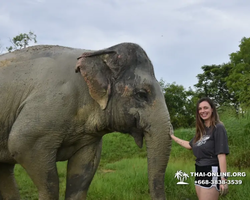 Elephant Jungle Sanctuary excursion in Pattaya Thailand - photo 947