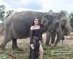 Elephant Jungle Sanctuary excursion in Pattaya Thailand - photo 221