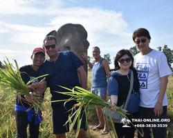 Elephant Jungle Sanctuary excursion in Pattaya Thailand - photo 698