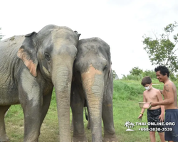 Elephant Jungle Sanctuary excursion in Pattaya Thailand - photo 781