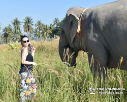 Elephant Jungle Sanctuary excursion in Pattaya Thailand - photo 56