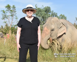 Elephant Jungle Sanctuary excursion in Pattaya Thailand - photo 516