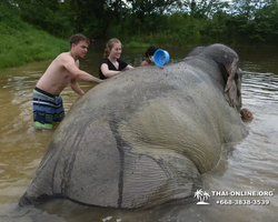 Elephant Jungle Sanctuary excursion in Pattaya Thailand - photo 715