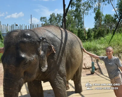 Elephant Jungle Sanctuary excursion in Pattaya Thailand - photo 513