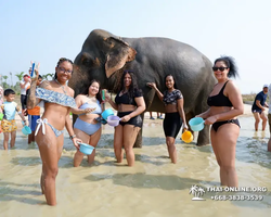 Elephant Jungle Sanctuary excursion in Pattaya Thailand - photo 913