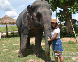 Elephant Jungle Sanctuary excursion in Pattaya Thailand - photo 100