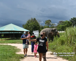 Elephant Jungle Sanctuary excursion in Pattaya Thailand - photo 589