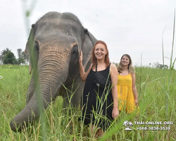 Elephant Jungle Sanctuary excursion in Pattaya Thailand - photo 628