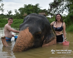 Elephant Jungle Sanctuary excursion in Pattaya Thailand - photo 662