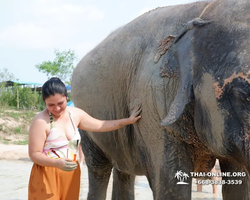 Elephant Jungle Sanctuary excursion in Pattaya Thailand - photo 795