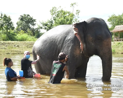 Elephant Jungle Sanctuary excursion in Pattaya Thailand - photo 520