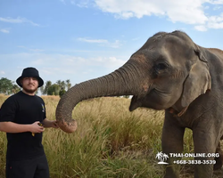 Elephant Jungle Sanctuary excursion in Pattaya Thailand - photo 854