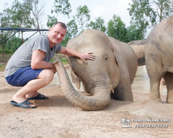 Elephant Jungle Sanctuary excursion in Pattaya Thailand - photo 283